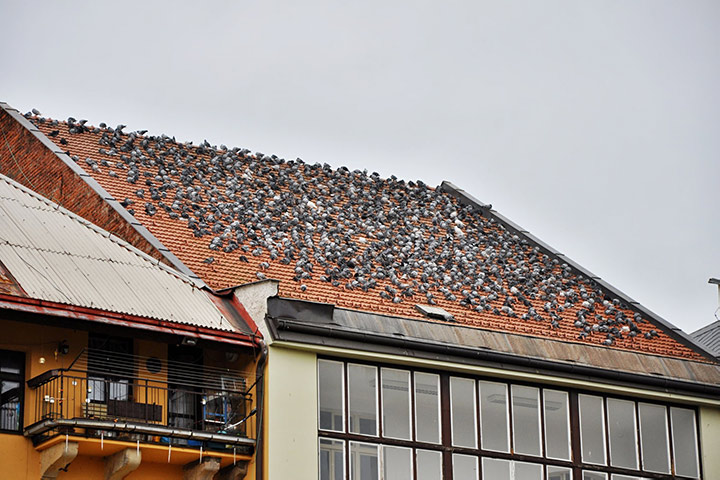 A2B Pest Control are able to install spikes to deter birds from roofs in Oadby. 