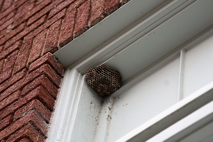 We provide a wasp nest removal service for domestic and commercial properties in Oadby.